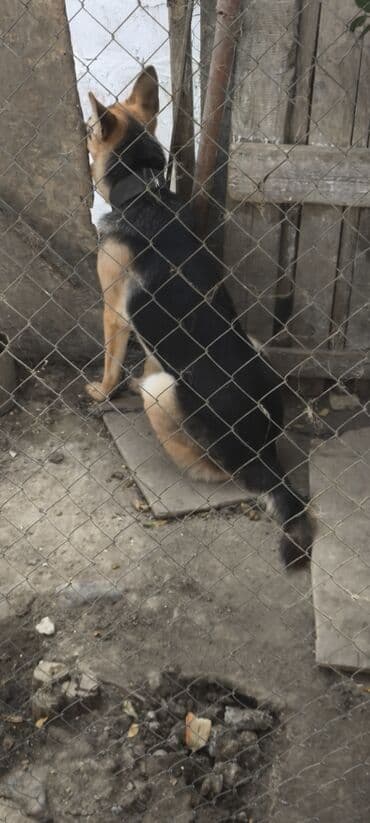 купить хаски щенка: Немецкая овчарка, 1 год, Самец, Для вязки, Самовывоз — 2