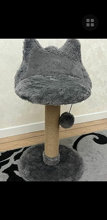 Heyvanlar üçün mallar: Şotland yastı qulaq, Erkək, Yaxşı əllərə, Pulsuz çatdırılma — 5