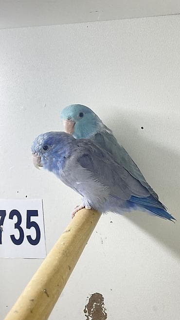 Птицы: Məhsul: Parrotlet (cırtdan tutuquşu) – mavi rəng mutasiyası — 5