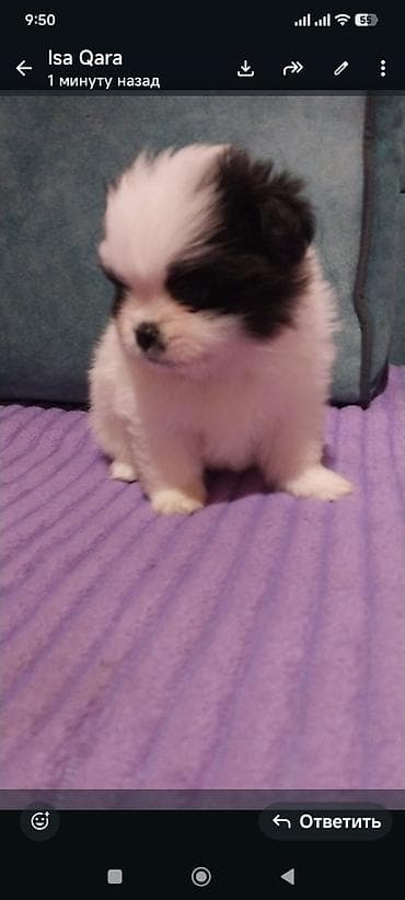 husky satisi: Şpitz, 2 ay, Erkek — 8