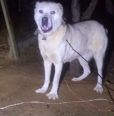 it bazari 2019: Diwi deyerinnen qat qat ucuz tecili satilir. cavandi kurseyine az — 3