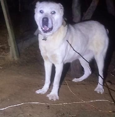 Pişiklər: Alabay, Peyvəndli — 3