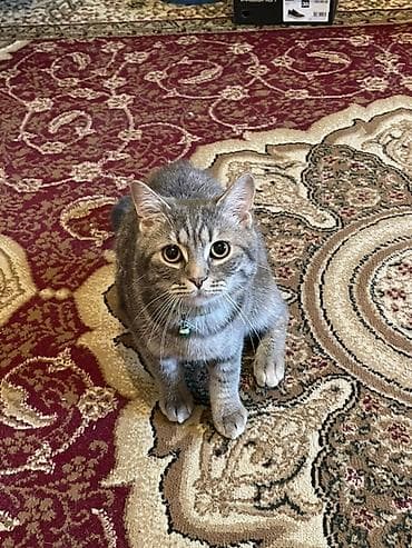 Tabbi, Erkək, Yaxşı əllərə, Pulsuz çatdırılma