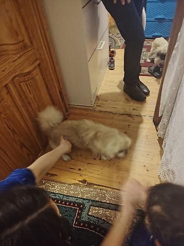 limuzin it: Пекинес, Самец — 2