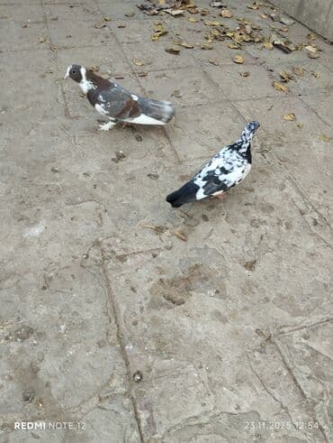 danışan tutuquşu satışı: Qiymət 1-ne aiddir.boz əbrəş erkek 16 tük,mor çəp erkək 18 tük.Əbrəş — 3