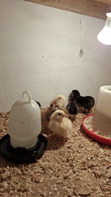 hinduşqa cucələri: Toyuq cücələri, Ətlik — 3