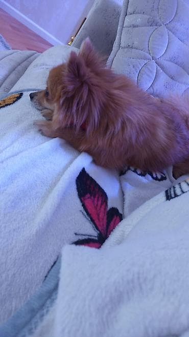 Собаки: Шпиц — 2