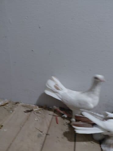 göyərçin yuvası: Salam saglam quşlardı 16.17 tük istəyən yazsın vatsaf aktivdi - Növ — 10