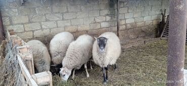 şirin dovşan şəkilləri: Qoyunlar – ana sürü - Şəkillərdə 4 baş ana qoyun görünür (qara-ağ — 1