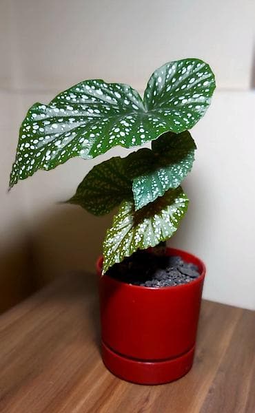 Qırmızı rəngli plastik qabda olan dekorativ Begoniya bitkisi. Bu bitki