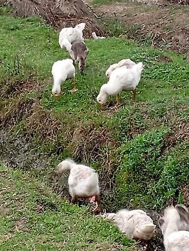 balaca pişik: Məhsul: Ağ linda qaz balaları Təsvir: - Təbiətdə sərbəst otarılmış — 2
