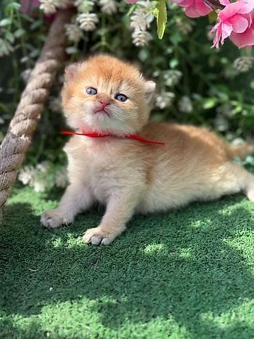 britan şinşila: Britan — 7