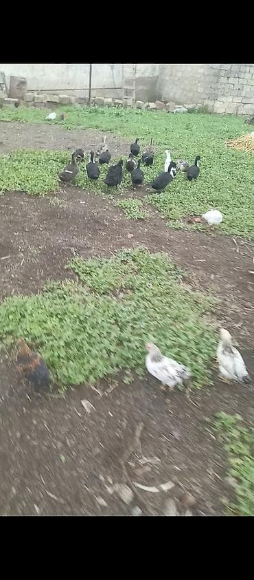 kent cüceleri: Toyuq cücələri, Ətlik — 4