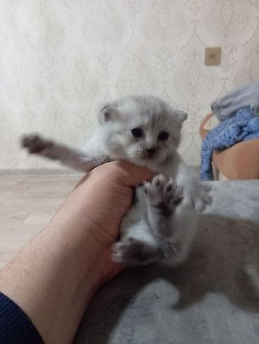 eşək şəkili: Şotland, Dişi, Ödənişli çatdırılma — 8