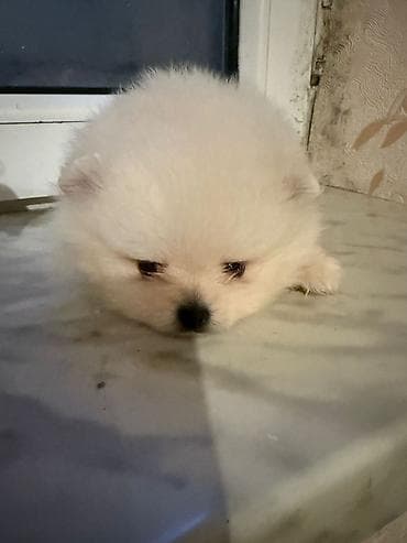 şirin it adları: Şpitz — 1