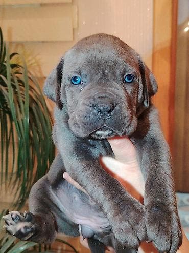 doberman itləri: Kane-Korso, 1 ay, Sənədli, Ünvandan götürmə, Pulsuz çatdırılma, Rayonlara çatdırılma — 10