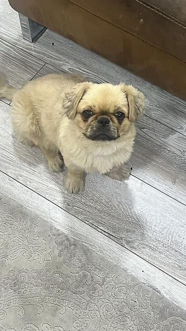 it elanları: Pekines — 1