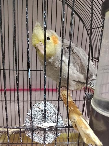 Nimfa (Cockatiel) papağanı və qəfəs aksesuarları Xüsusiyyətlər: -