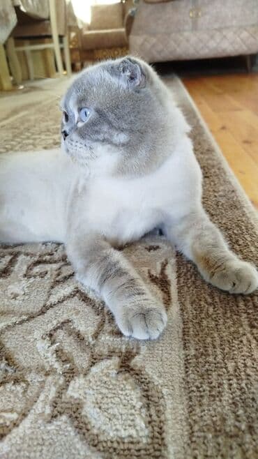 pişik satisi 2022: Şotland yastı qulaq, Yaxşı əllərə — 1