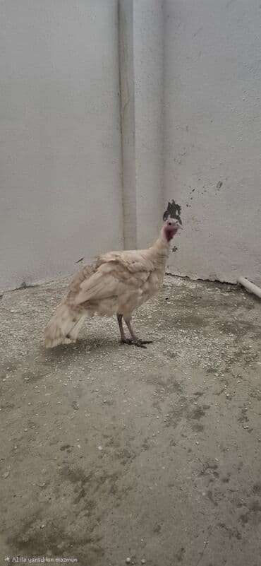 hinduşqa gəncə: Sağlam cavan hinduşqalardı cüt satılır.saxlamağa şərait olmadığı üçün — 4