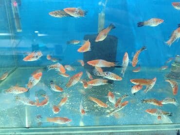 продажа аквариумных рыбок: Quppi, Sülhsevər, Ünvandan götürmə, Ödənişli çatdırılma — 9