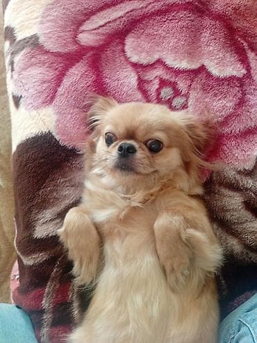 cin bildircin: Pekines, 9 ay, Dişi, Peyvəndli, Pulsuz çatdırılma — 4