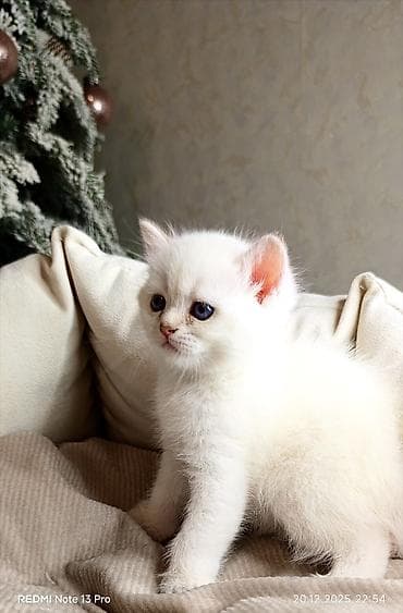 coban it adlari: Məhsul: Ağ tüklü balaca pişik (mavi gözlü) Təsvir: - Yumşaq, sıx — 5