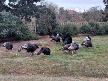 Great Wall: Hinduşka sürüsü satılır. - Növ: Ev şəraitində bəslənən hinduşkalar - — 2