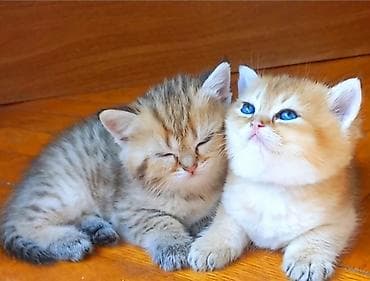 heyvalar: Britan, Erkək, Yaxşı əllərə, Ünvandan götürmə — 2