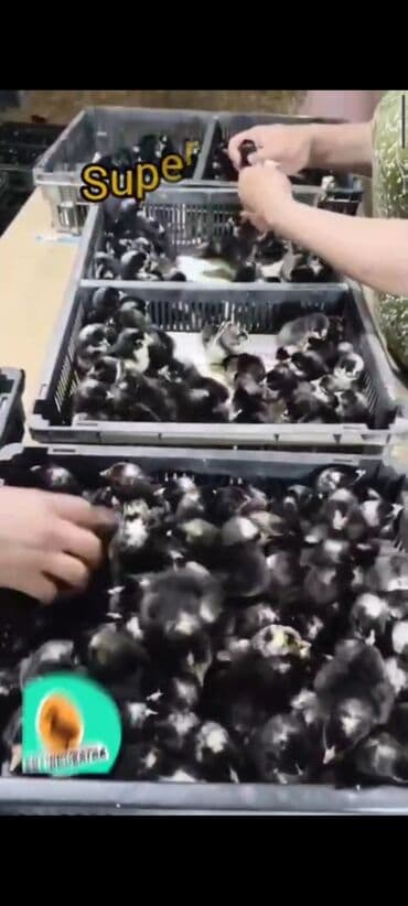 Azərbaycan, Azərbaycan dilində təlimat