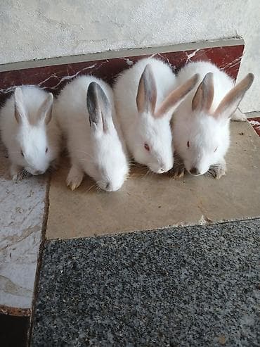 Karforniya dovşan balaları 

-