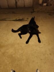 çau çau iti: 9 месяцев, Самка, Платная доставка — 3