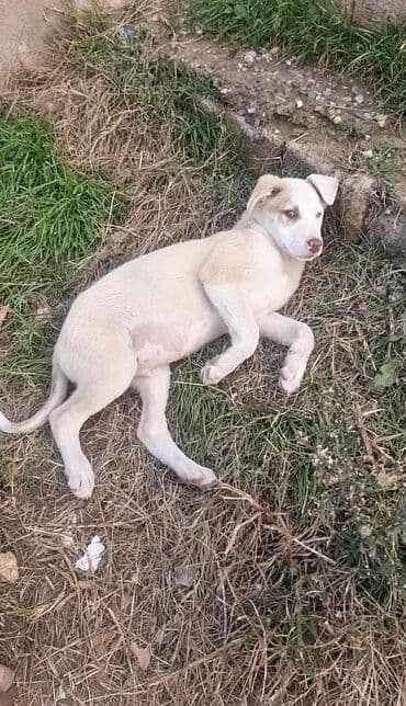 itlərin qiyməti: 2 ay, Erkek, Pulsuz çatdırılma — 13