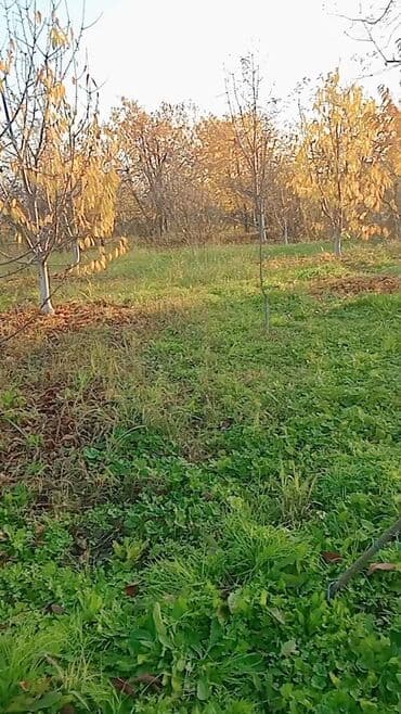 qobuda torpaq satilir 2020: 6 sot, Kənd təsərrüfatı, Makler, Kupça (Çıxarış) — 3