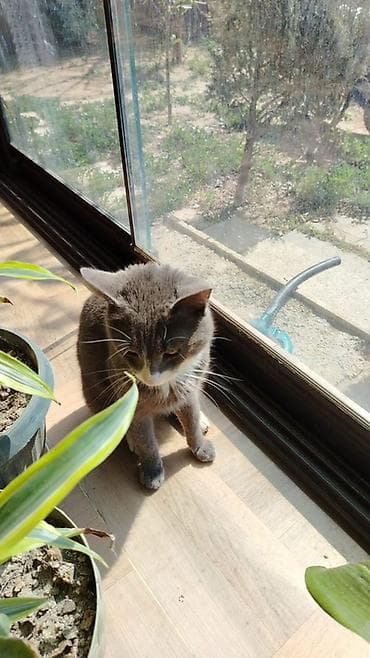 ev heyvan: Erkək, Yaxşı əllərə — 2