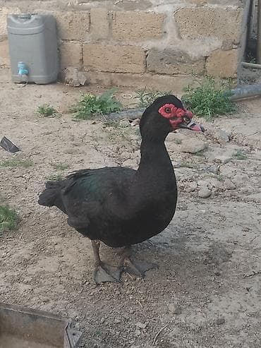 tovuz qusu yumurtasi: Erkək, Ətlik, Ünvandan götürmə — 3