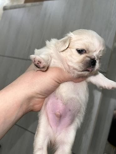 pekinesin qiymeti bazarda: Pekines, 1 ay, Dişi, Ünvandan götürmə — 8