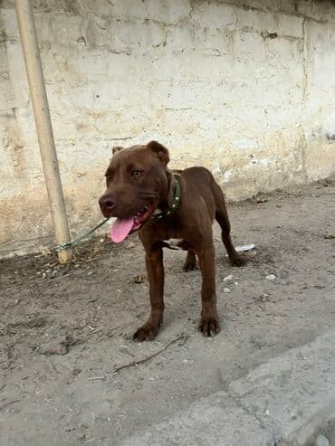 xaski erkek: Pitbul, Erkek — 7