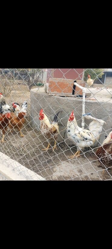 lal ordək balası satılır: Məhsul: Xoruz və toyuqlar (qarışıq rənglər) Təsvir: - Şəkillərdə bir — 3
