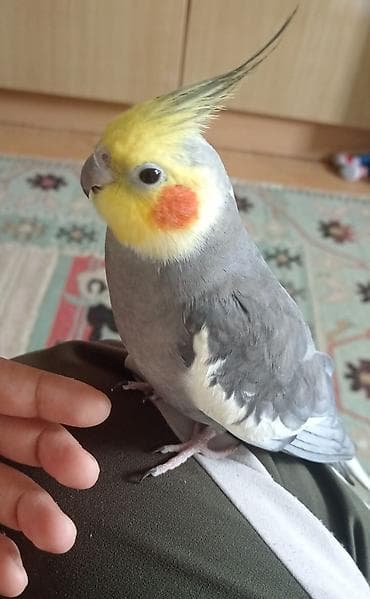 Təmiz əl quşudu erkekdi əldən yeyir çiyinə gəzir — 2