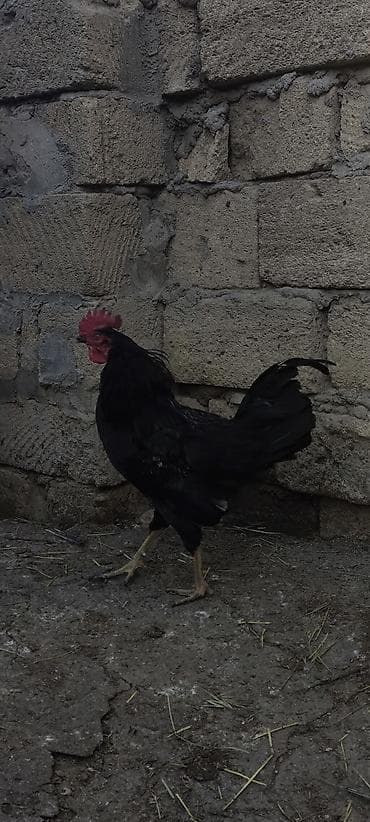 rahibə toyuqlar: Toyuq, Yumurtalıq — 3