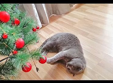 Ковры: Кот чистокровный шотландский породы бесплатная вязка — 1