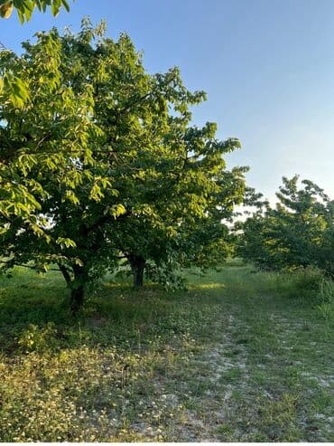 altında torpağı satıb: Kənd təsərrüfatı — 2