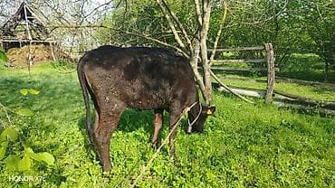 qara mal: Satılır: qiyməti 2300 azn deyilir reyal alıcıya endirim olacaq ələqə — 9