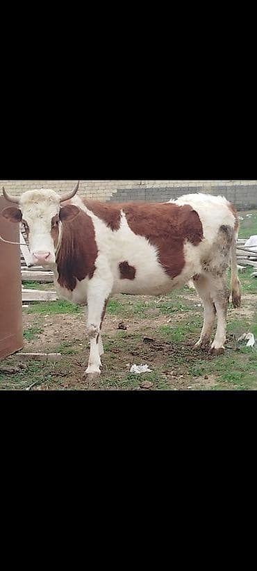 boğazdı: 9 aylıq bogaz mallardır. Ətraflı məlumat üçün zəng edin — 3