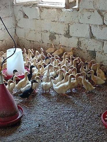 K/t heyvanları və malları: Pekin ördək balaları 20 günlük 5azn Çox alana endrim olacaq Ünvan — 5