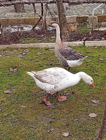 pedigree it yemi: Dişi, Damazlıq — 4