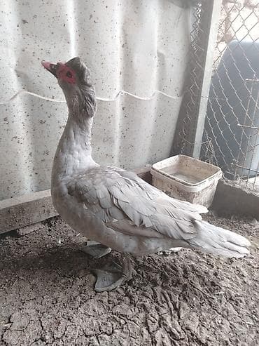 cins itlər: Lavanda ərkey avqustun yeddisi çıxb göründüyü kimi iri bir şeydi real — 2