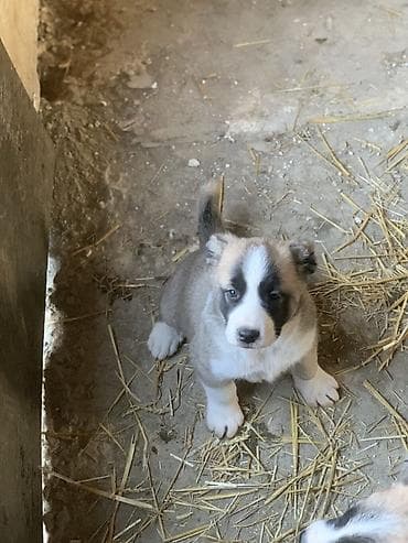 qafqaz çoban: Alabay, 1 ay, Peyvəndli, Pulsuz çatdırılma — 1
