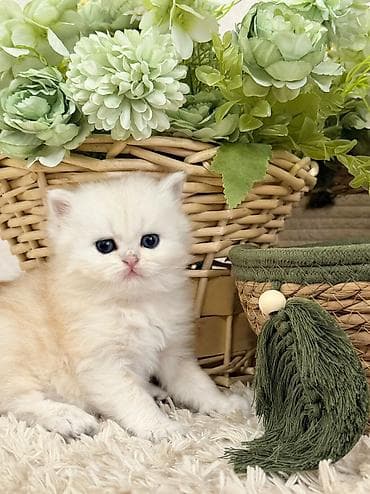 erkey quzular: Britan, Erkək — 2